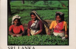 Sri Lanka Nuwara Eliya Tea Pluckers